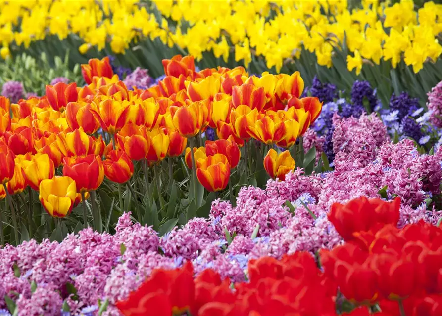 Tulpe gefüllt- frühe Mischung