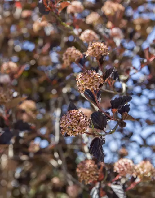 Physocarpus opulifolius