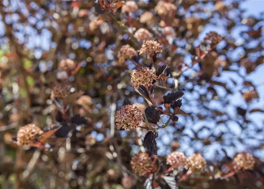Physocarpus opulifolius