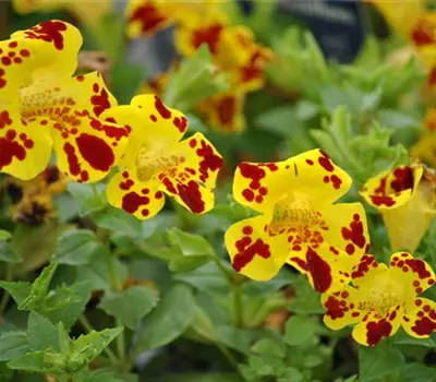 Mimulus x hybrida