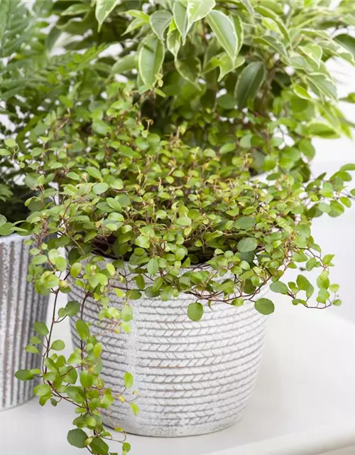 Muehlenbeckia complexa
