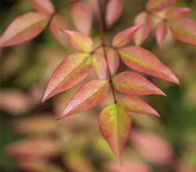 Nandina domestica