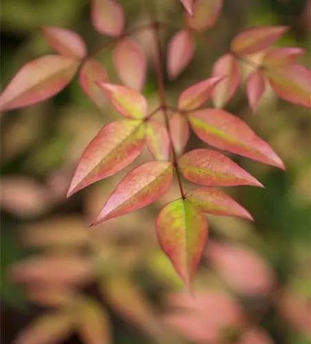 Nandina domestica