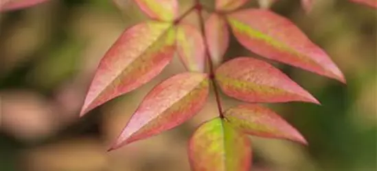 Nandina domestica