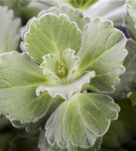 Plectranthus ornatus