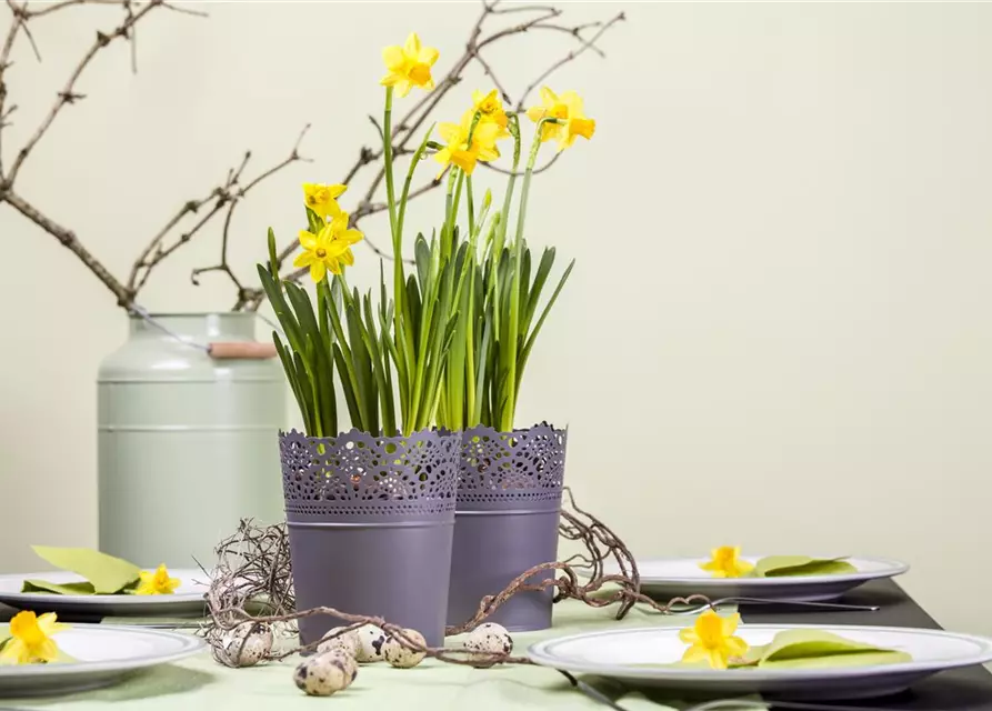 Narcissus in großkronigen Sorten