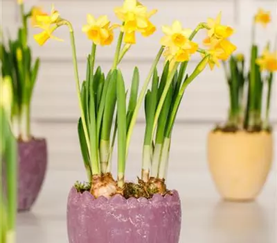 Narcissus pseudonarcissus