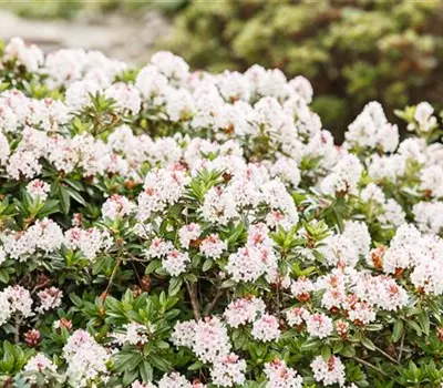 Rhododendron micranthum Bloombux