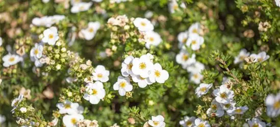 Potentilla fruticosa 'Abbotswood'