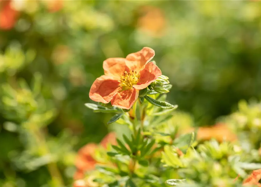 Potentilla fruticosa 'Red Ace'