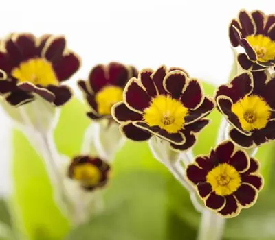 Primula elatior 'Victoriana'
