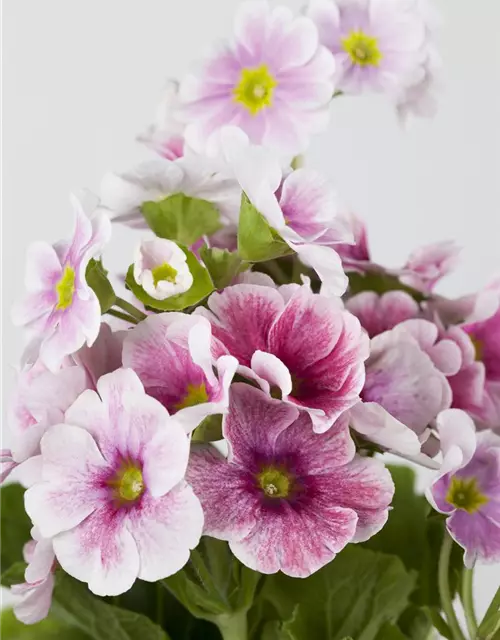 Primula obconica