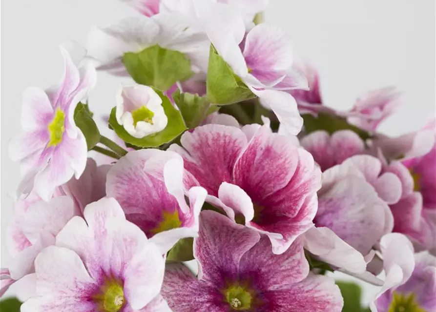 Primula obconica