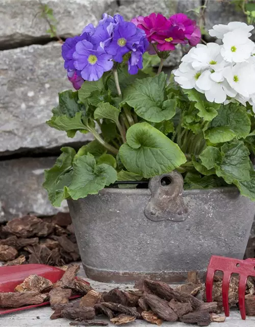 Primula obconica