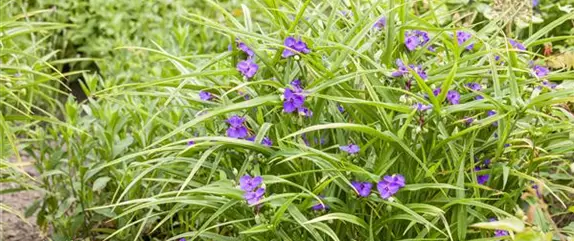 Fleur primeur - zarte Frühlingsgrüße aus dem Blumengarten