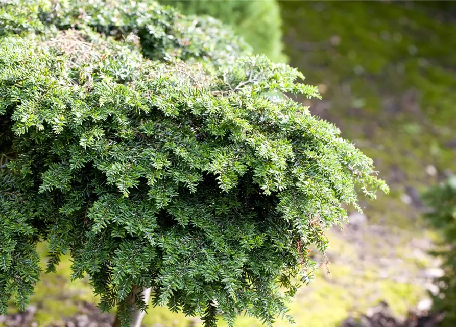 Tsuga canadensis