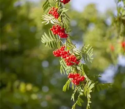 Sorbus aucuparia