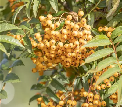 Sorbus aucuparia 'Autumn Spire'®