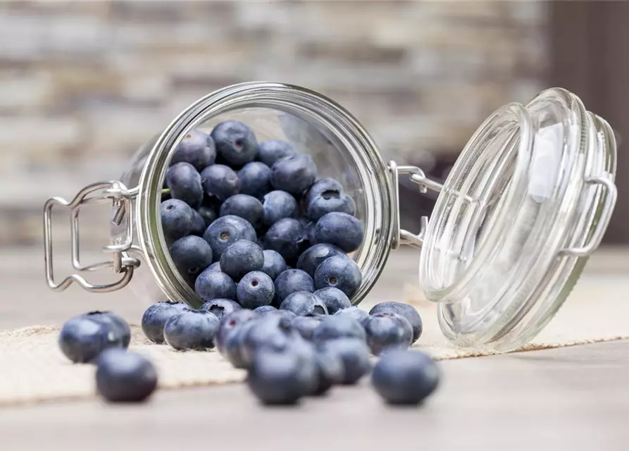 Vaccinium myrtillus