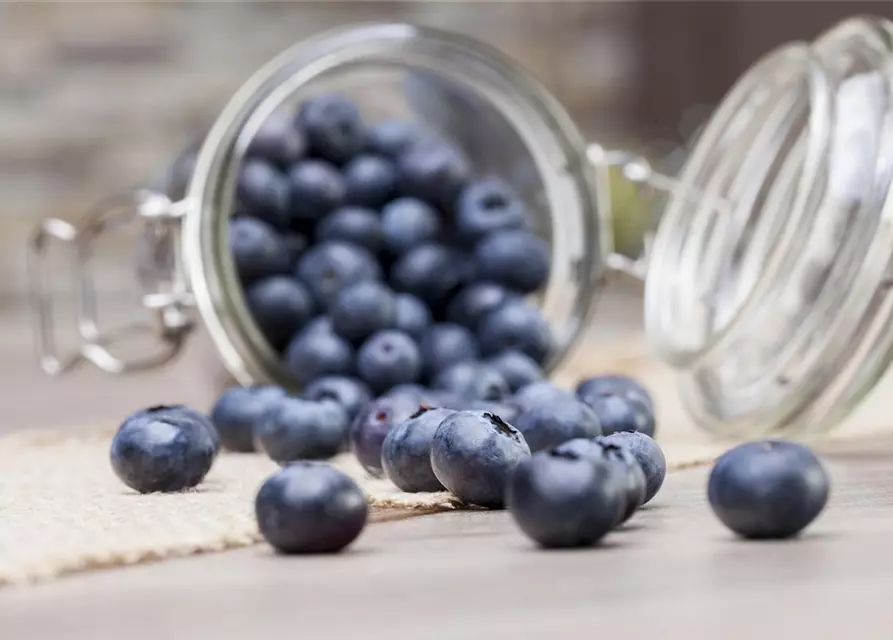 Vaccinium myrtillus