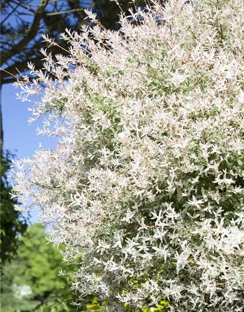 Salix integra 'Hakuro Nishiki'