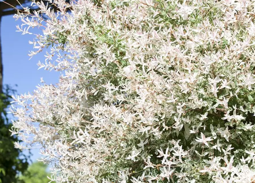 Salix integra 'Hakuro Nishiki'