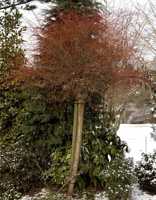 Salix integra 'Hakuro Nishiki'