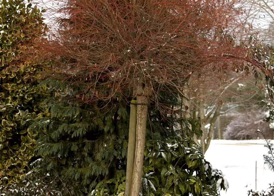 Salix integra 'Hakuro Nishiki'