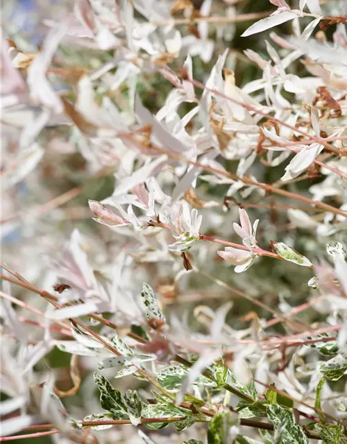 Salix integra 'Hakuro Nishiki'