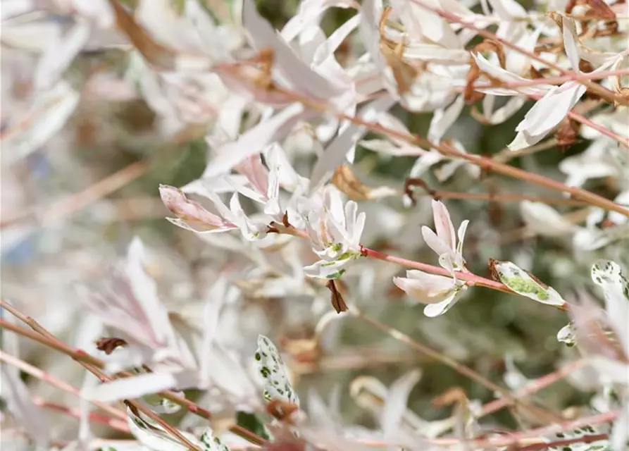 Salix integra 'Hakuro Nishiki'