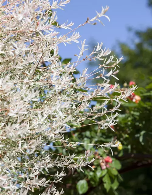 Salix integra 'Hakuro Nishiki'