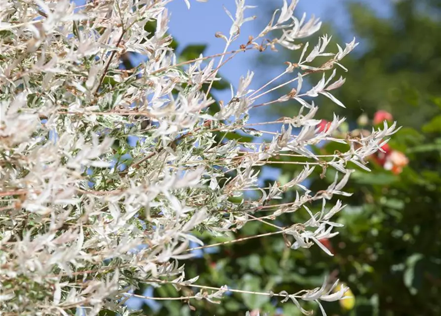 Salix integra 'Hakuro Nishiki'