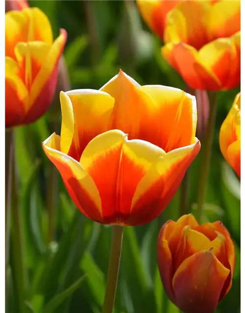 Tulpe 'Washington'