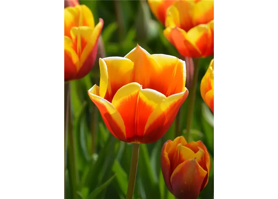 Tulpe 'Washington'