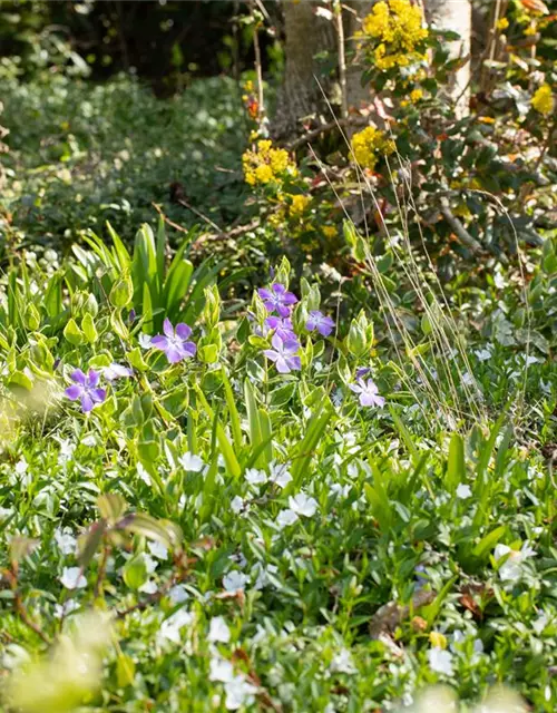 Vinca major