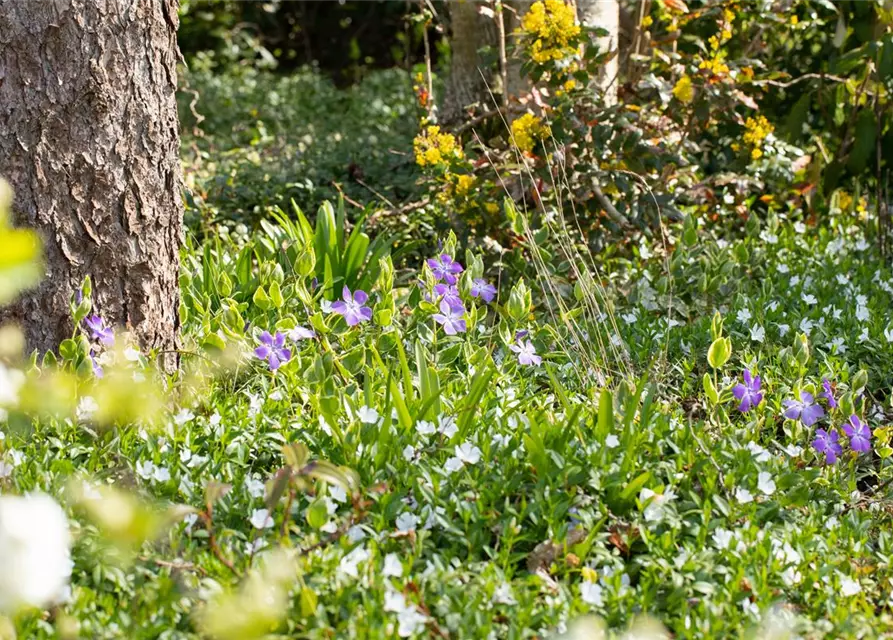 Vinca major