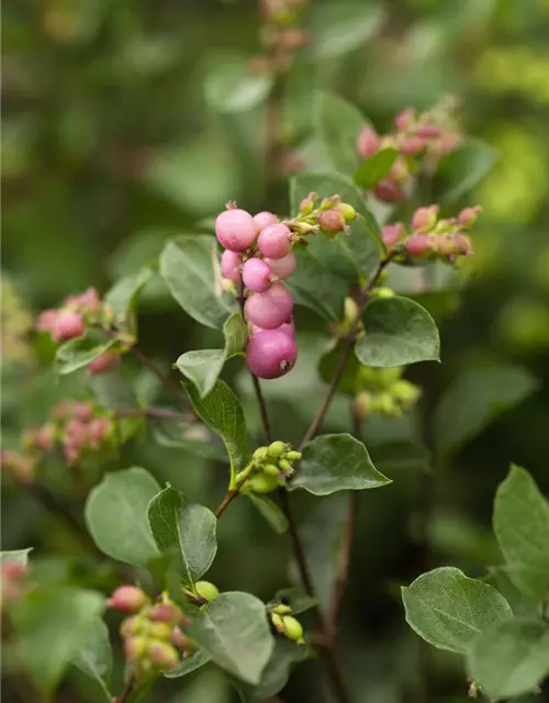 Symphoricarpos x doorenbosii, rosa