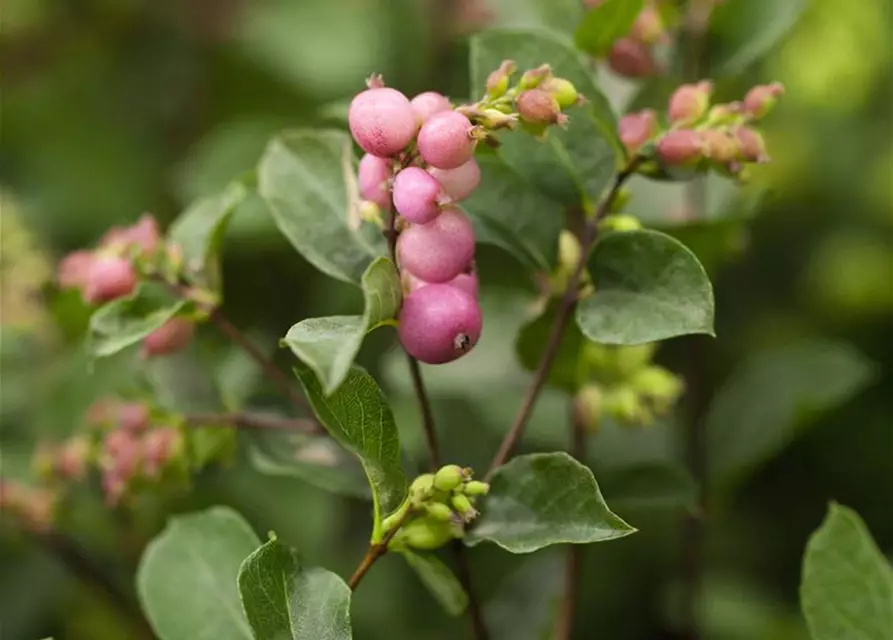 Symphoricarpos x doorenbosii, rosa