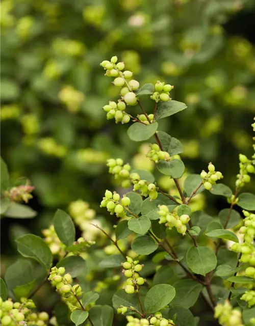 Symphoricarpos x doorenbosii 'Mother of Pearl'