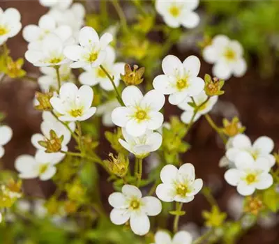 Saxifraga 'Touran'