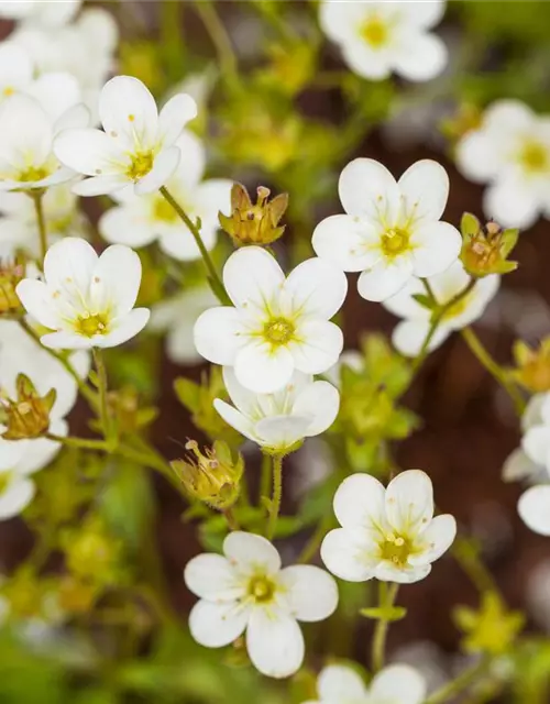 Saxifraga x arendsii
