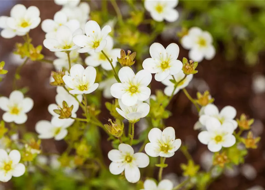 Saxifraga x arendsii