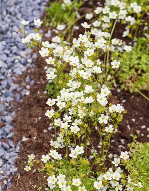 Saxifraga x arendsii