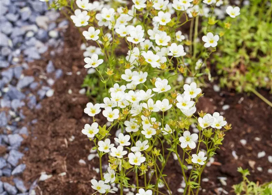 Saxifraga x arendsii