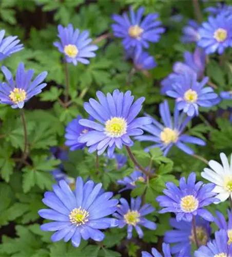 Blaue Balkan-Anemone 'Blue Shades', 10 cm Topf