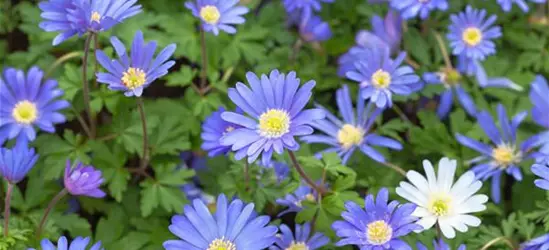 Blaue Balkan-Anemone 'Blue Shades', 10 cm Topf