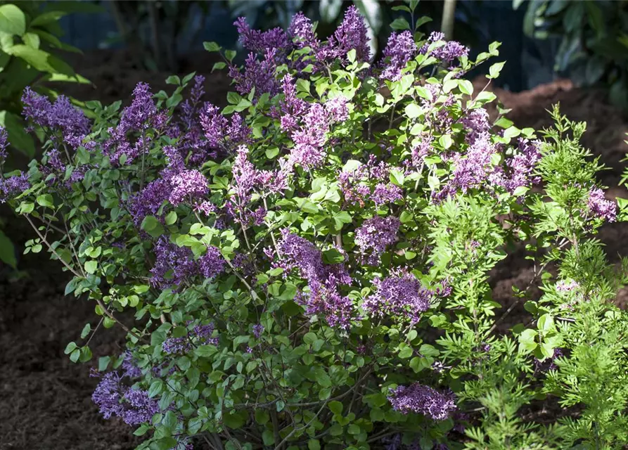 Syringa meyeri