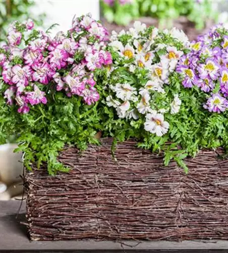 Schizanthus wisetonensis