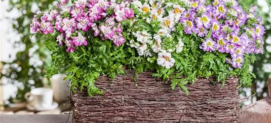 Schizanthus wisetonensis