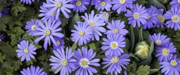 Ab in den Garten – Blumenzwiebeln im Frühjahr einpflanzen Ab in den Garten – Blumenzwiebeln im Frühjahr einpflanzen